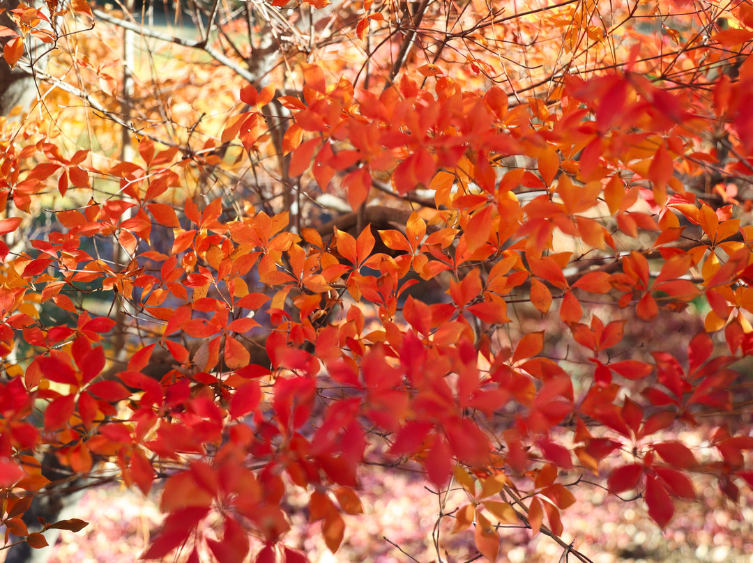 Tojogaoka Historical Park-松户市必去景点