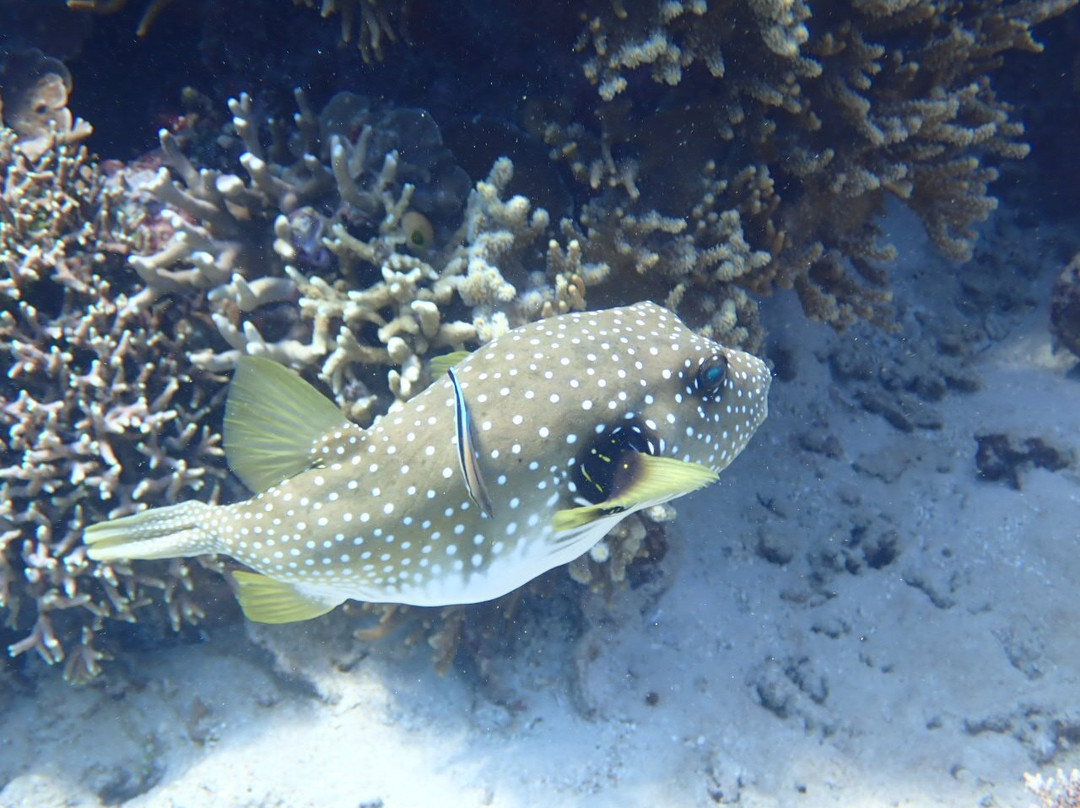 Snorkeling Menjangan Island景点图片