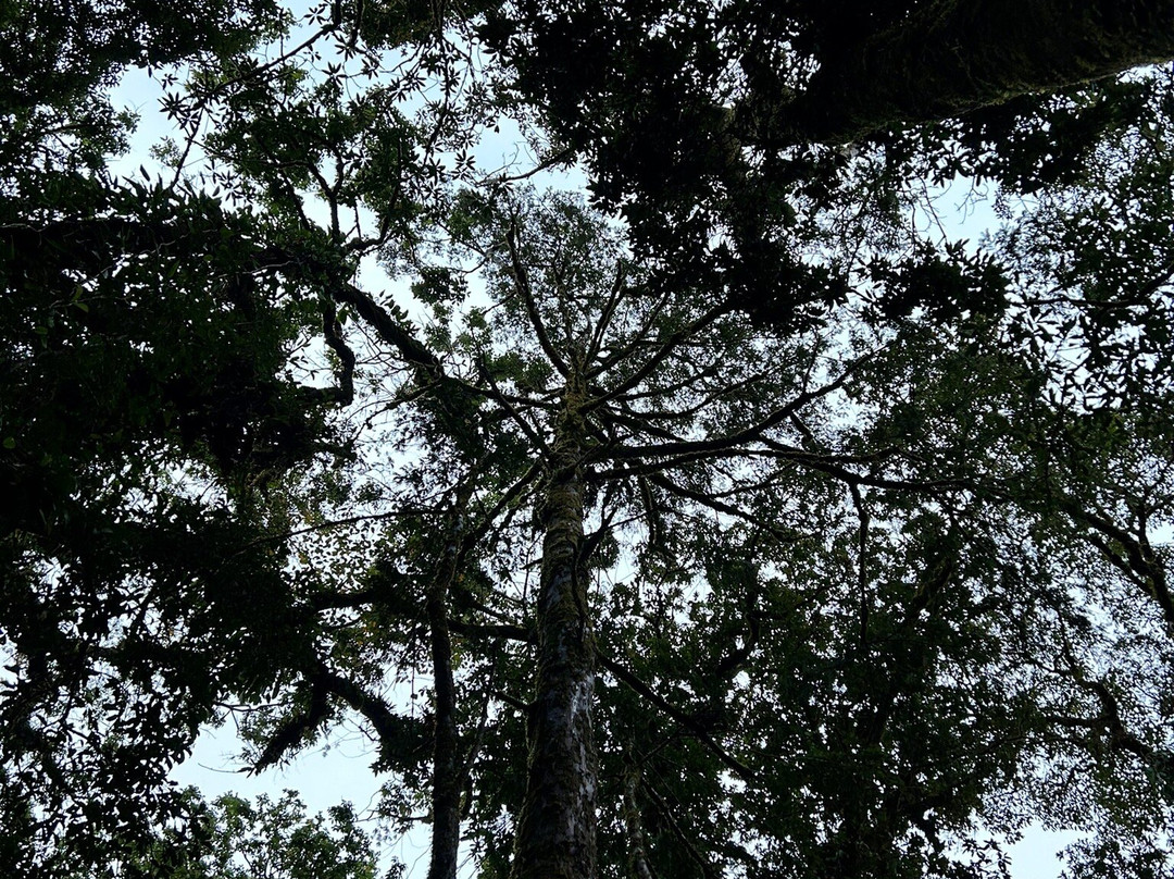 Mawphlang Sacred Forest景点图片