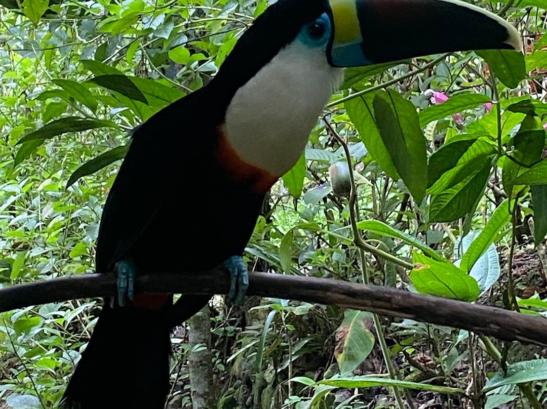 Pantiacolla-玛努国家公园必去景点