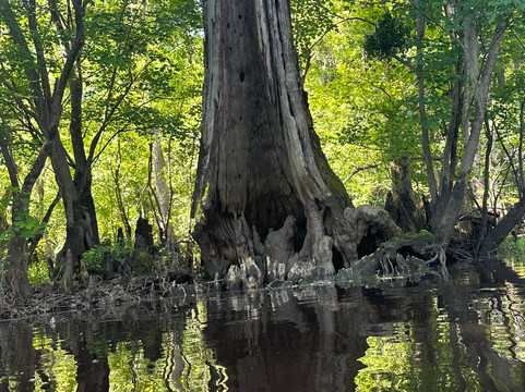 Mahanaim Adventures - Kayaking Day Adventures-威尔明顿必去景点