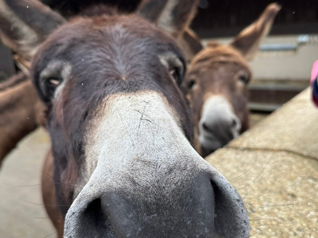 The Donkey Sanctuary Ivybridge景点图片