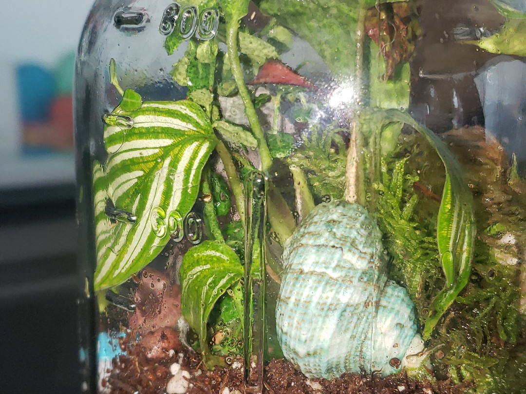 Silver Falls Terrariums-Silverton必去景点