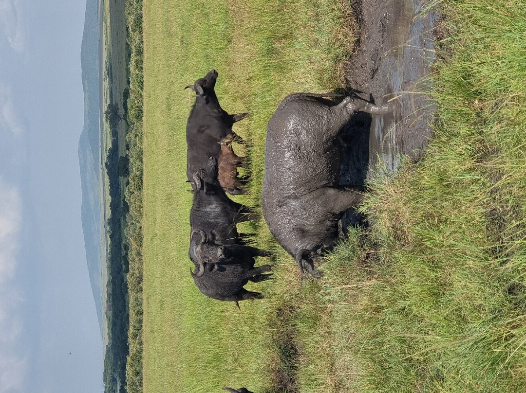 Kairi Tours and Safaris-内罗毕必去景点