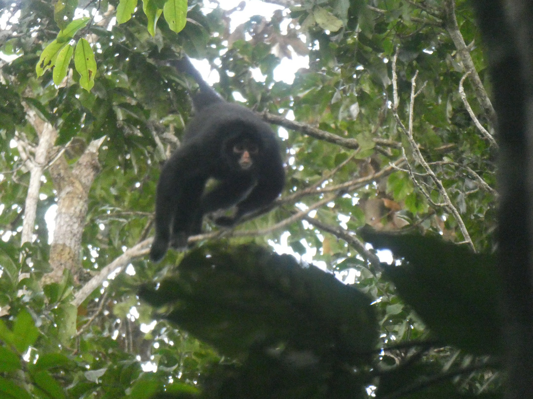 Amazon Explorer-伊基托斯必去景点