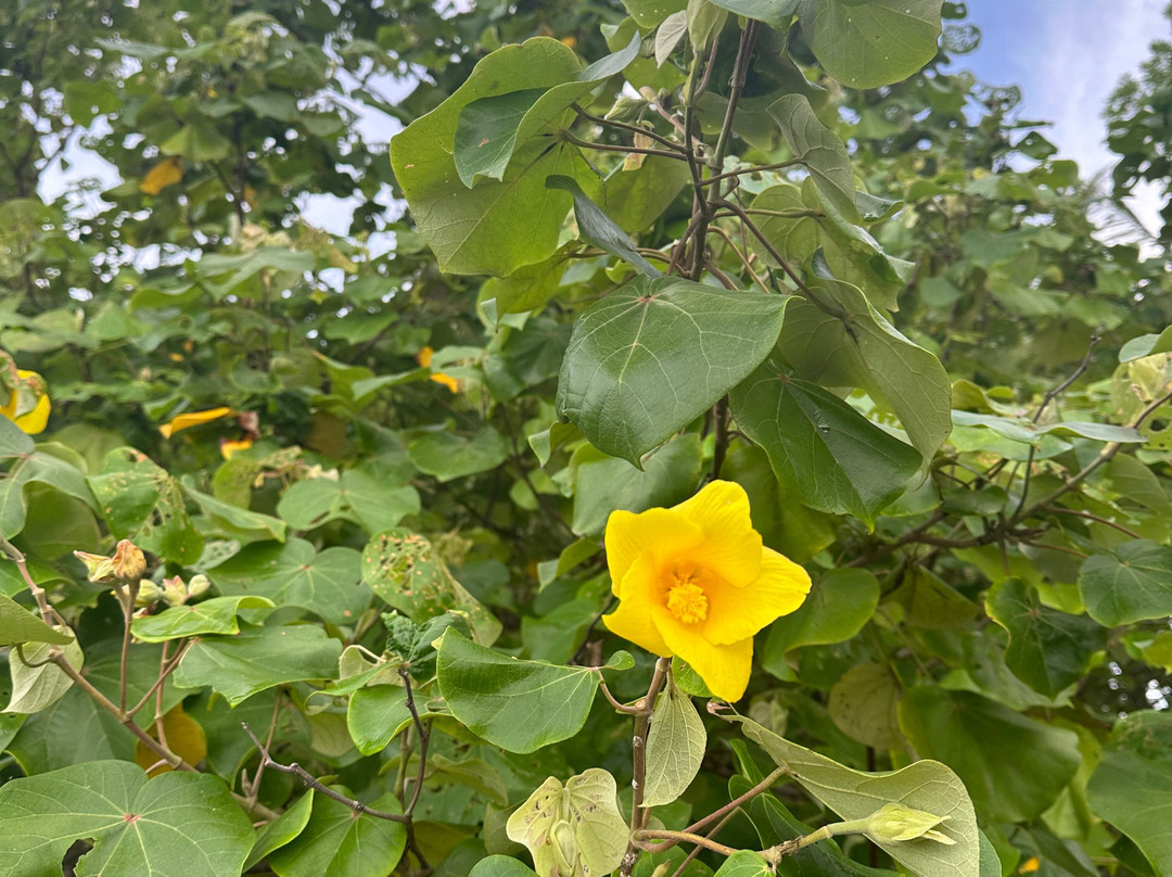 Fenix Hotel - On The Beach主图