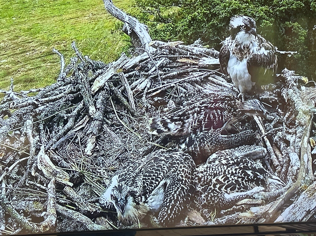 Bywyd Gwyllt Glaslyn Wildlife - Glaslyn Ospreys景点图片