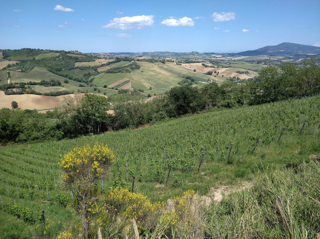 Vigna Della Cava景点图片
