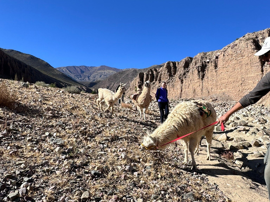 Caravana de Llamas景点图片