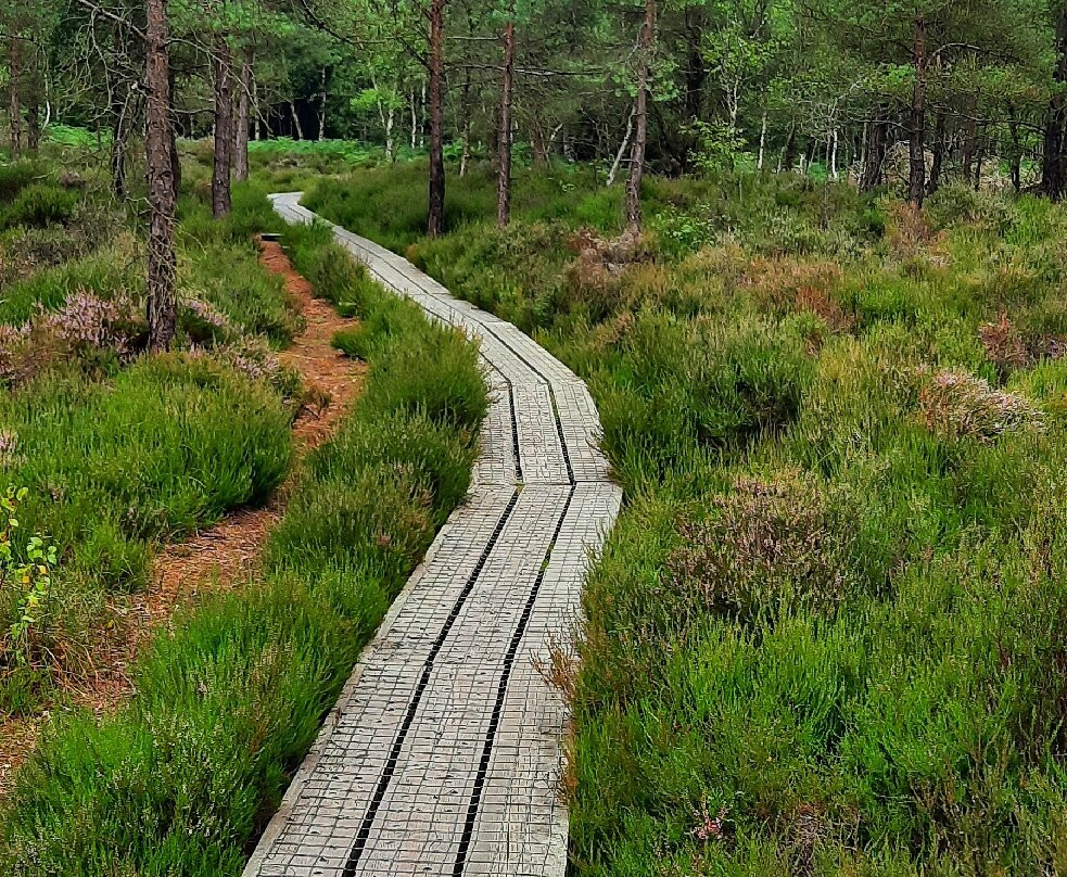 Abbeyleix Bog Project景点图片