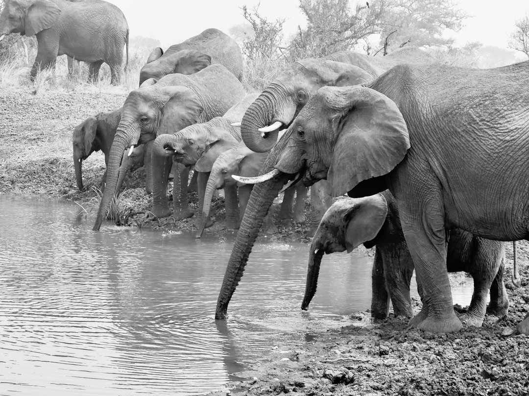 Singita Faru Faru主图