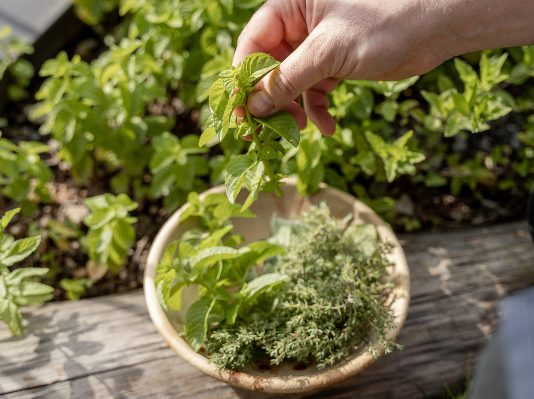 Schwarzer Adler主图