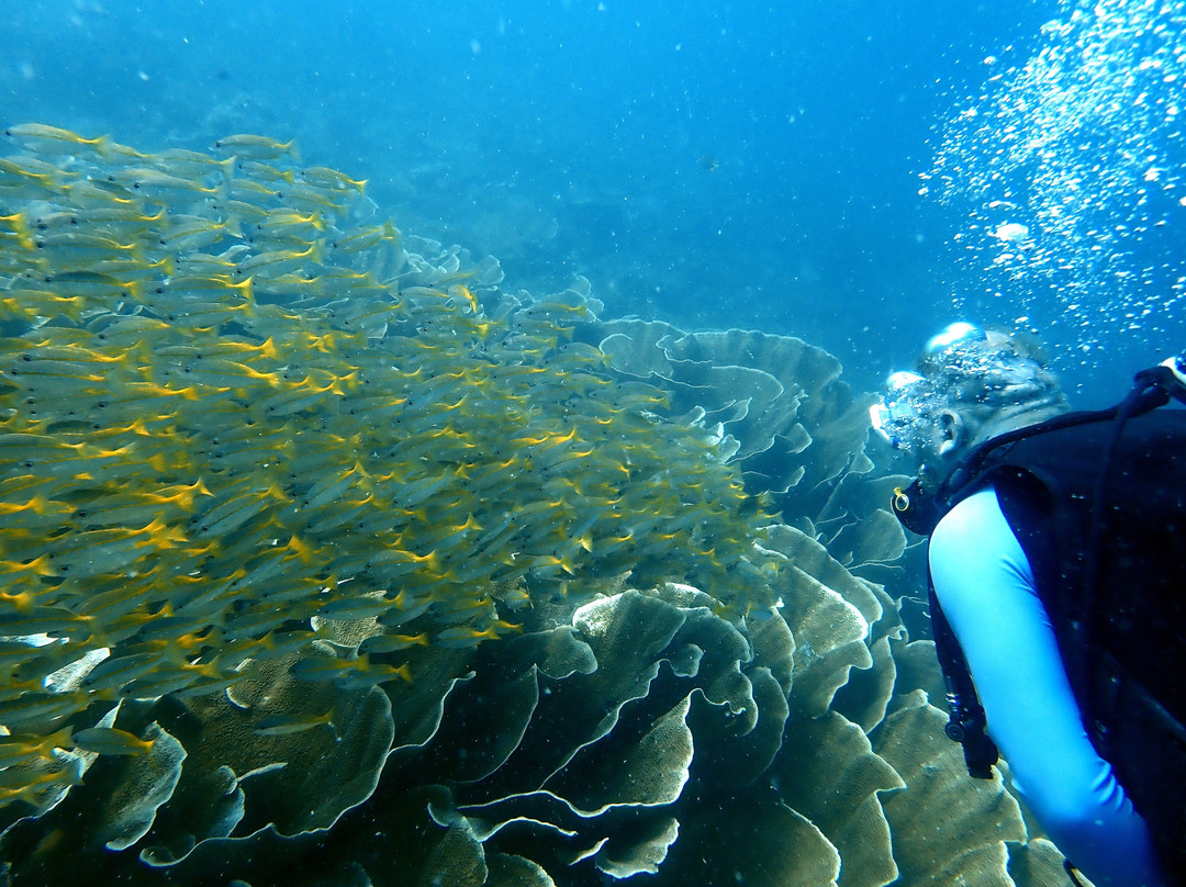 Turtle Divers-爱妮岛必去景点