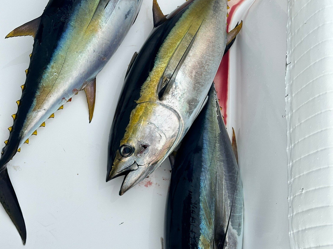 Sport Fish Panama Island Lodge景点图片