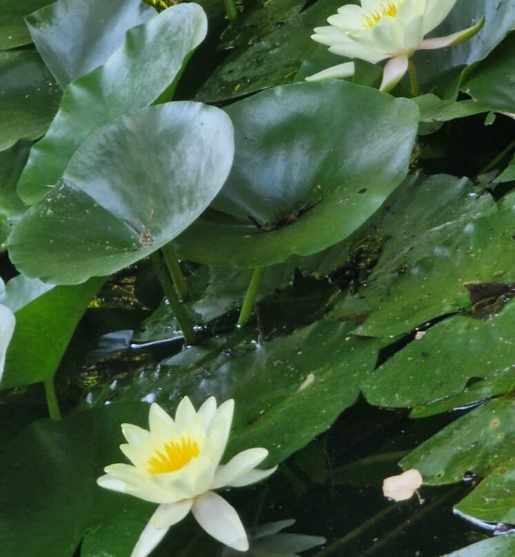 Arboretumul Simeria景点图片
