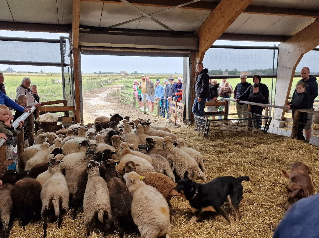 Schapenboerderij Texel-特塞尔必去景点