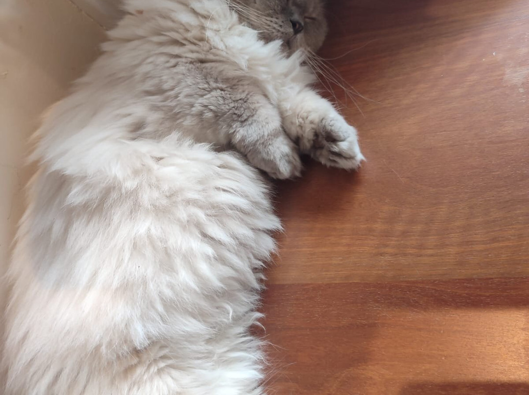 Munchkin &amp; The Gang Cat Cafe