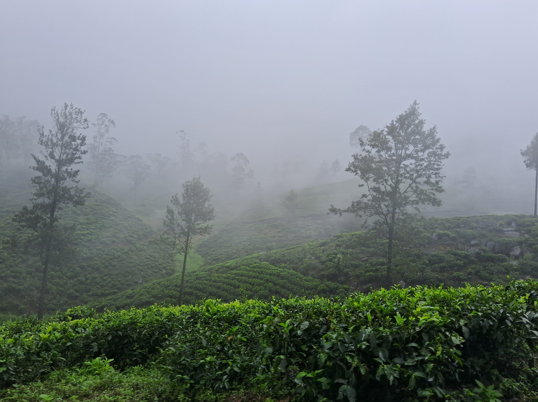 Harrington Heritage主图