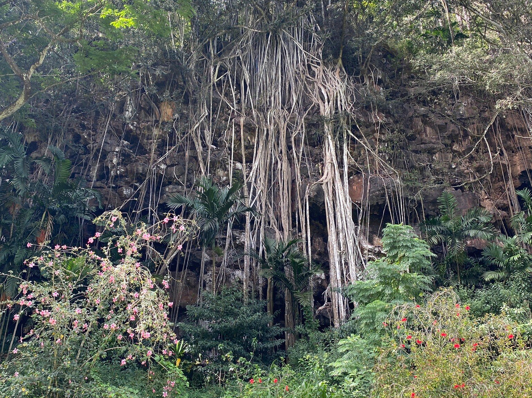 Waimea Botanical Gardens, Oahu-哈雷瓦必去景点
