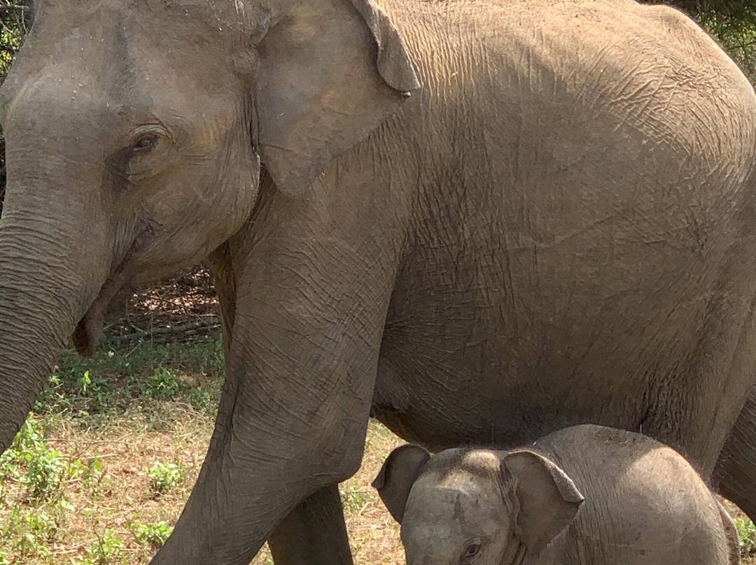 Udawalawa Wild Way Safari Tours-Kirindiwela必去景点