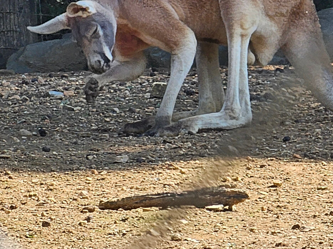 Creation Kingdom Zoo-Gate City必去景点