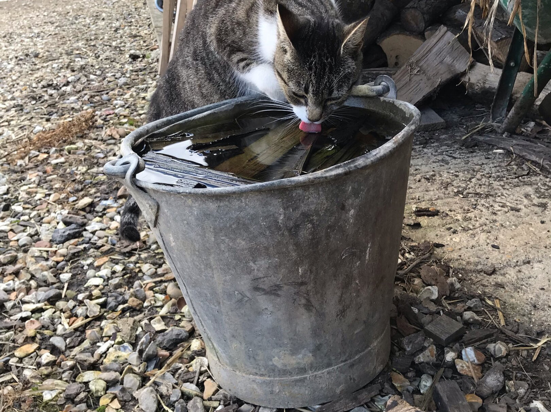 Pyesmead Farm主图
