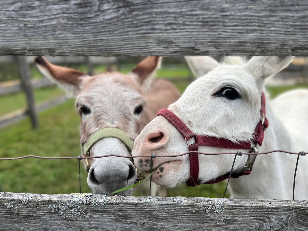 Yellow Farmhouse Inn主图