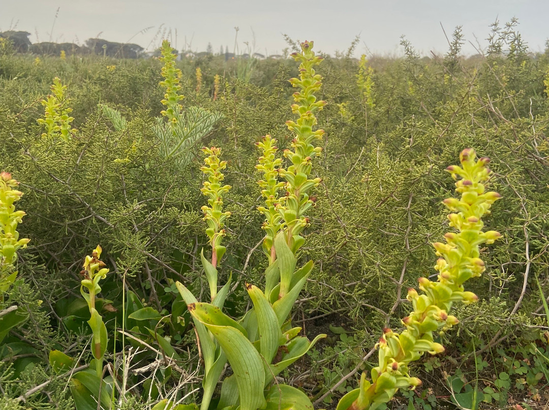 Rondeboschuhh Common-Rondebosch必去景点