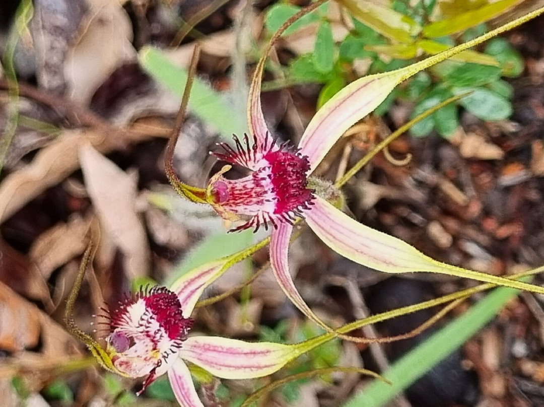 Lesueur National Park-朱里恩湾必去景点