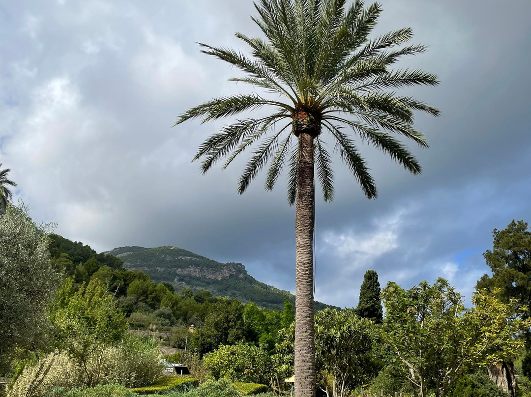Jardín Botánico de Sóller-索耶尔必去景点
