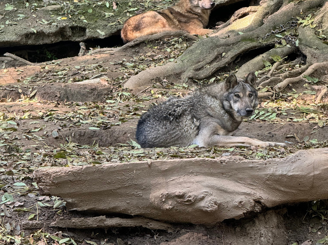 Sarajevo Zoo-萨拉热窝必去景点