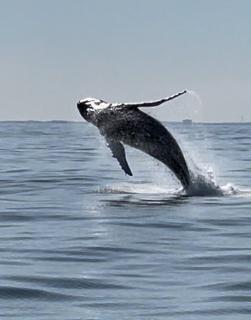 American Princess Cruises-布鲁克林必去景点