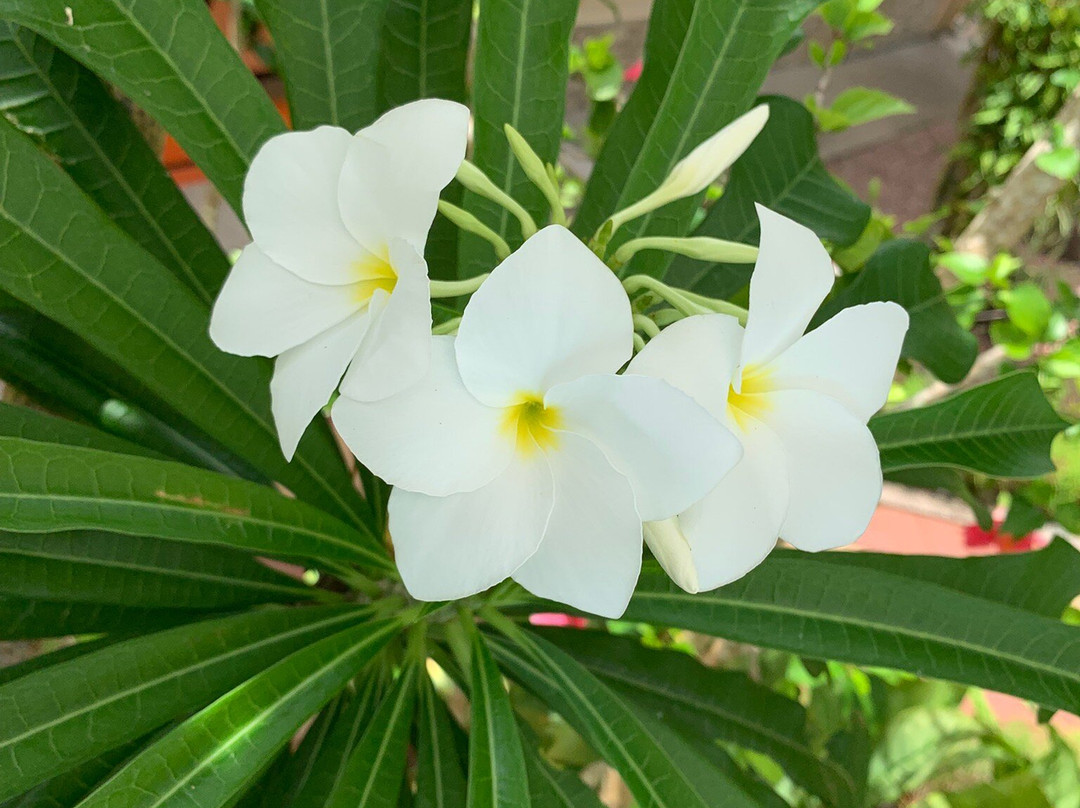 卡萨德里拉自助旅馆主图