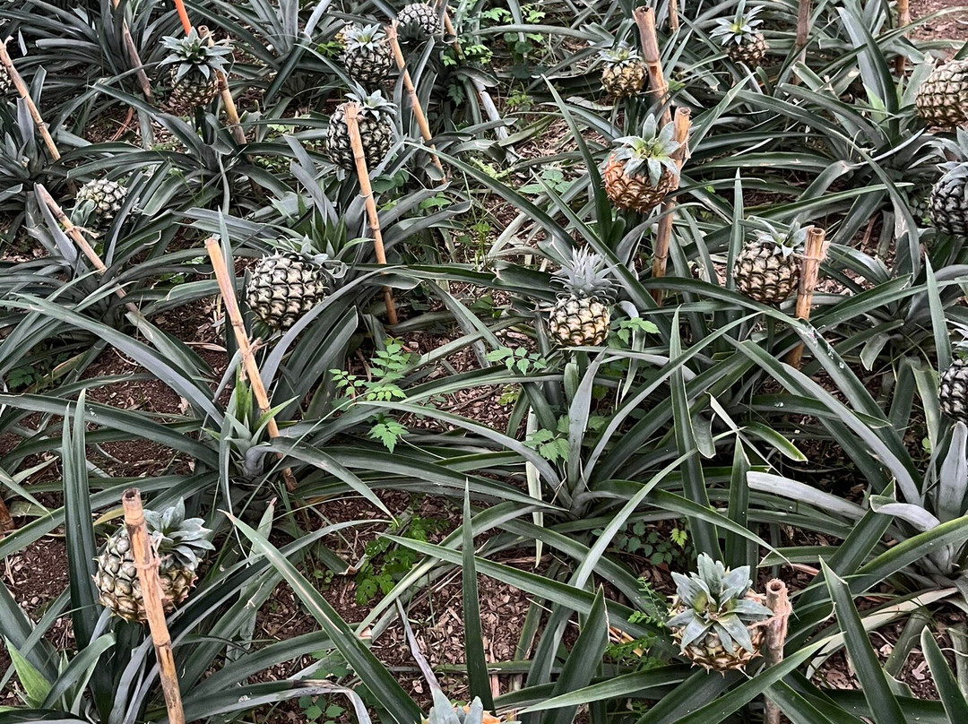 Arruda Pineapple Plantation-蓬塔德尔加达必去景点