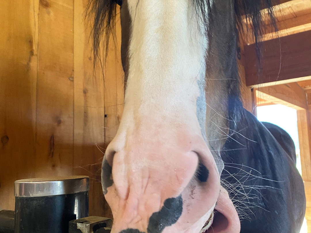 Clydesdale Outpost主图