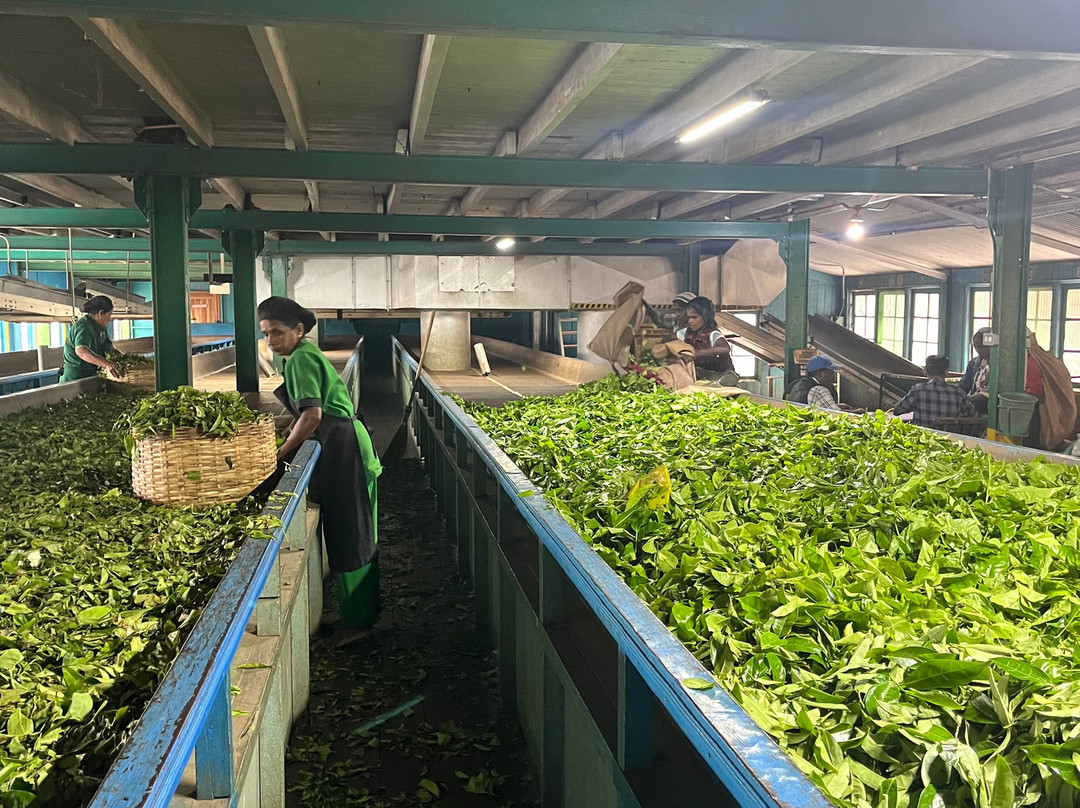Glenloch Tea Factory景点图片