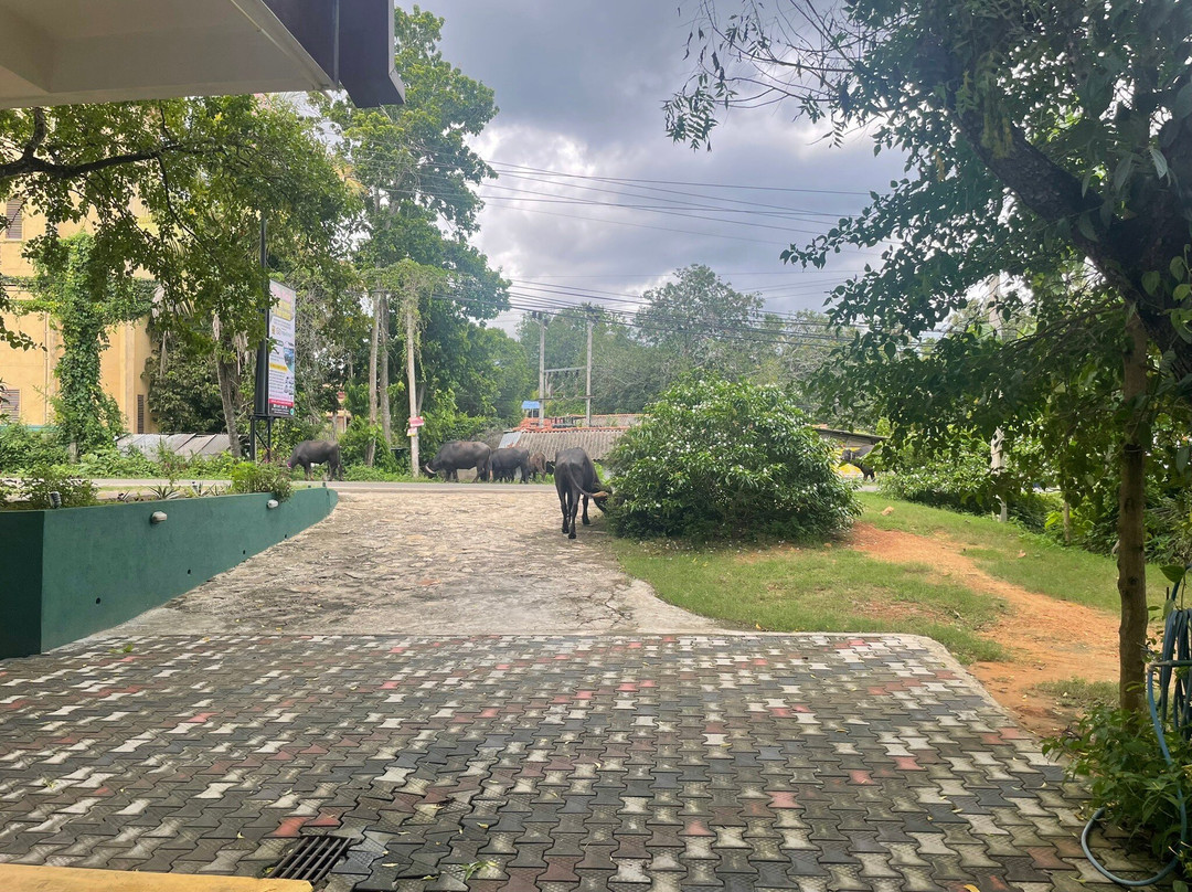 Jami River Side Hotel & Yala Safari Place主图