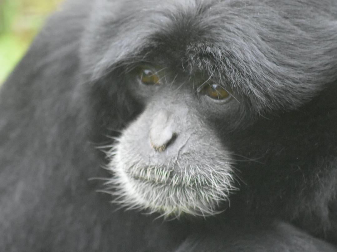 South Lakes Safari Zoo景点图片