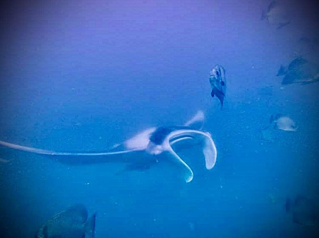 K'gari Salty Safaris-赫维湾必去景点