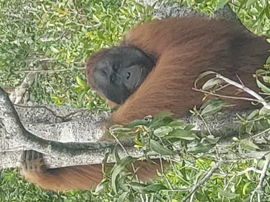 Orang Utan Kalimantan-Pangkalan Bun必去景点