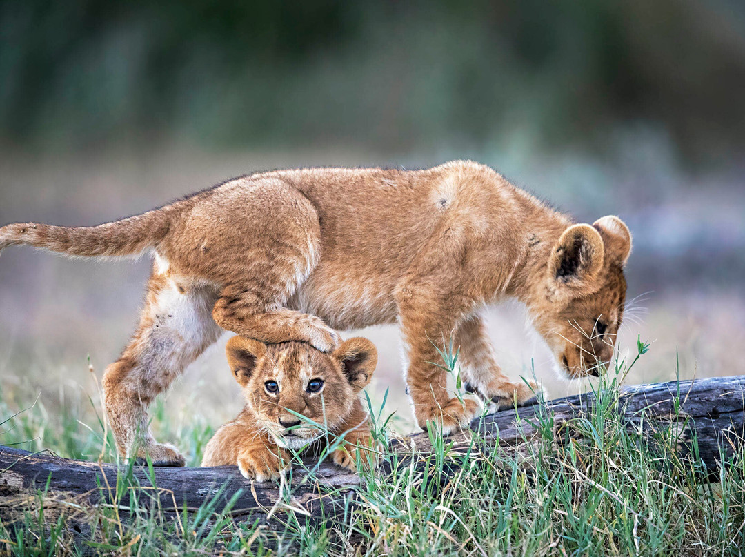 Furahia Tanzania Safari & Trekking Ltd-阿鲁沙必去景点