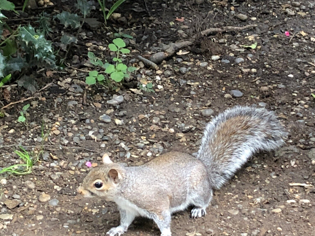 Chalkwell Park景点图片