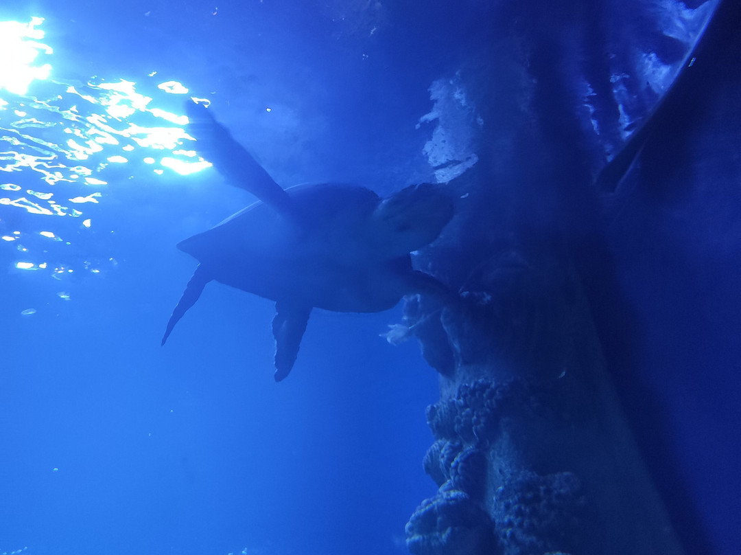 guides touristic-Hurghada 1必去景点