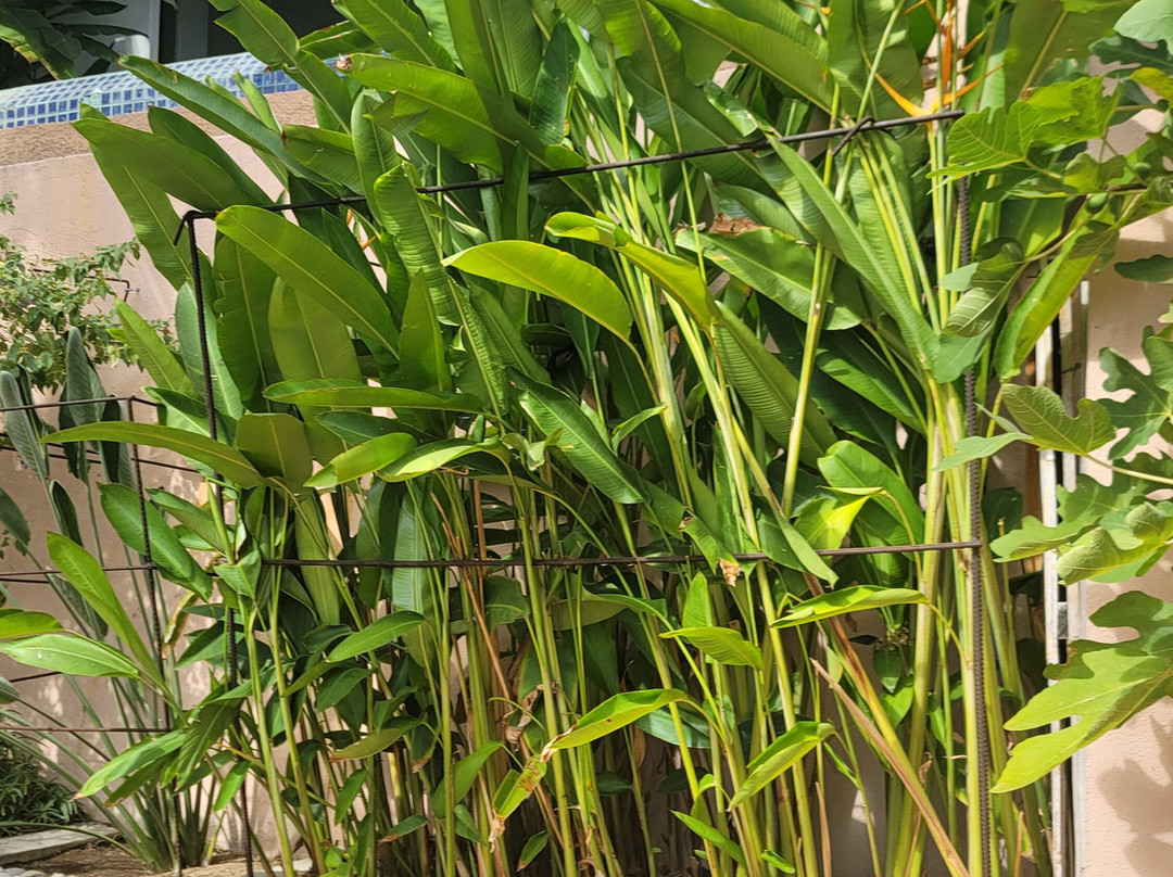 Ola Brisa Gardens景点图片