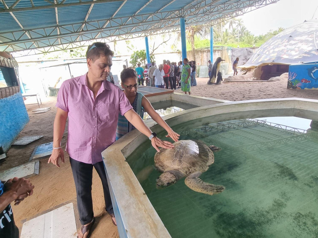 黑卡杜瓦海龟孵化场-希克杜沃必去景点