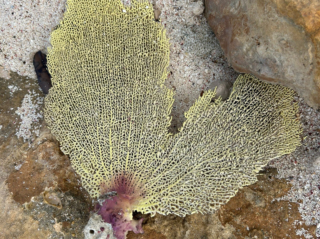 Northwest Point Beach-普罗维登西亚莱斯必去景点
