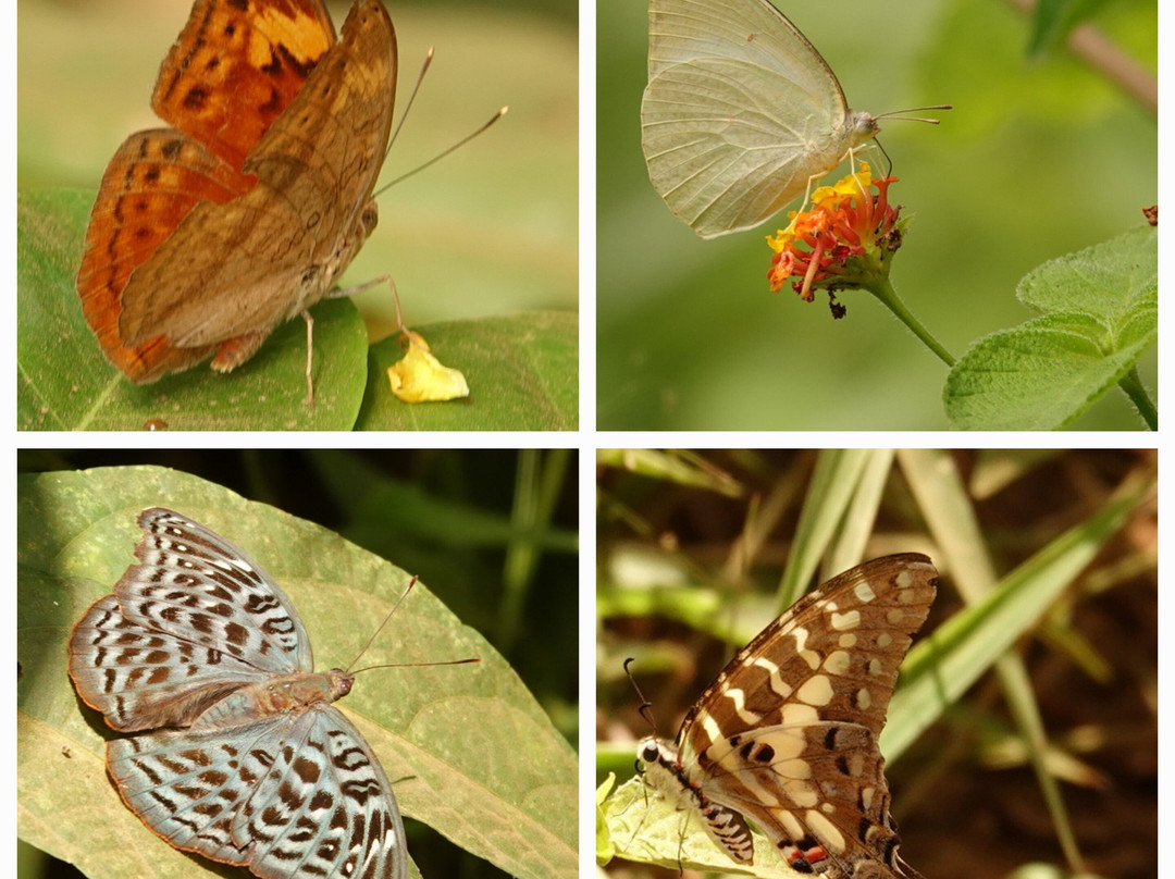 Pugu Hills Forest Reserve-Dar es Salaam必去景点