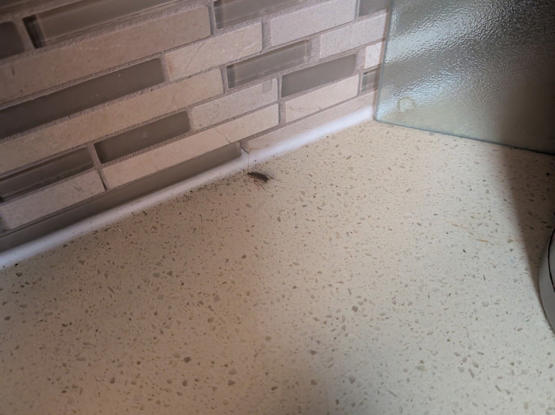 Staybridge Suites Lakeland West By IHG主图