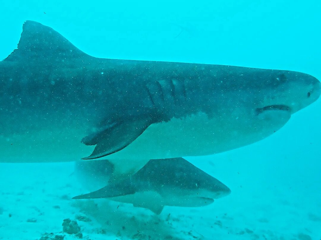 Scuba Shark Fuvahmulah景点图片