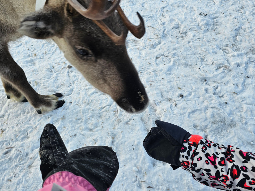 Kujala Reindeer Farm-库萨莫必去景点